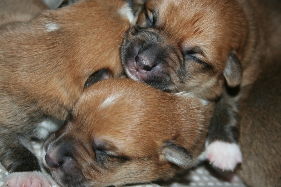 Puppies